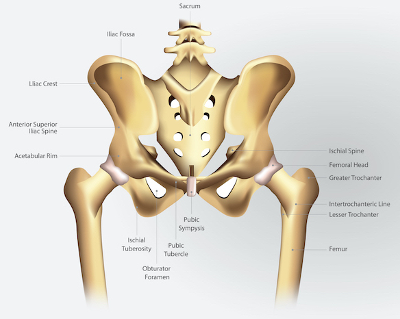 Hufig gestellte Fragen zu Hftschmerzen  Internationales Zentrum fr  Orthopdie  ATOS Klinik Heidelberg