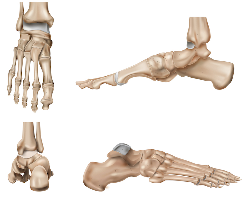 Anatomie des Fußes, zu sehen von vorne, von hinten und von der Seite. 