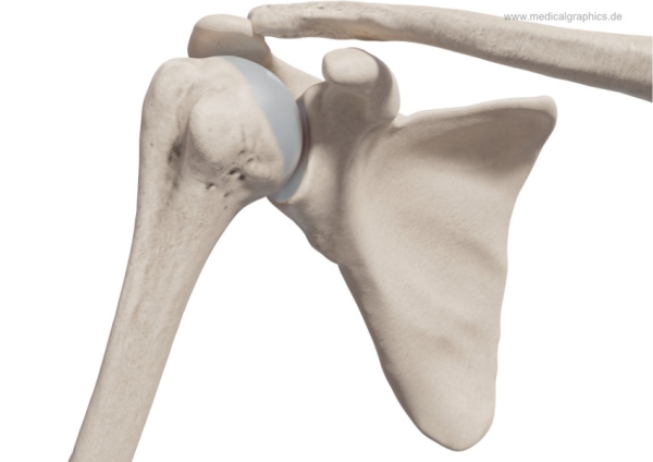 eines gesunden Schultergelenks: das Ende des Oberarmknochens (links) ist kugelartig und passt sich perfekt in die Gelenkpfanne direkt unter das Schulterdach (Acromion) ein. Genau hier entstehen meistens Schulterschmerzen. 